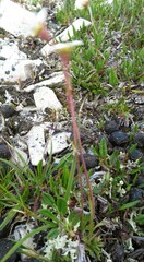 Saxifraga cespitosa