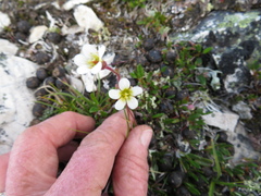 Saxifraga cespitosa