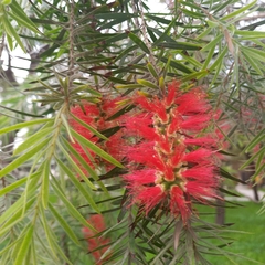 Callistemon