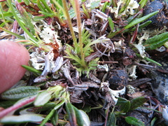 Saxifraga cespitosa