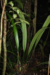 Spathanthus unilateralis