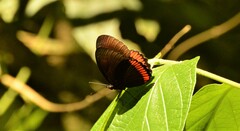 Biblis hyperia