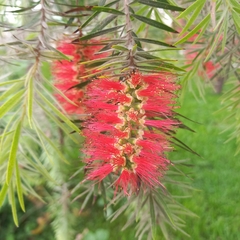 Callistemon