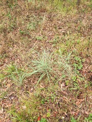 Cymbopogon refractus