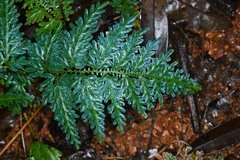 Selaginella willdenowii