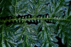 Selaginella willdenowii