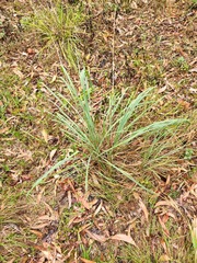 Cymbopogon refractus