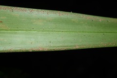 Spathanthus unilateralis