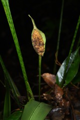 Spathanthus unilateralis