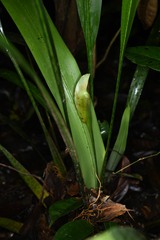 Spathanthus unilateralis