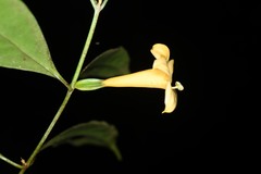 Tachia grandiflora