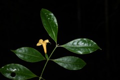 Tachia grandiflora