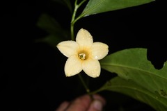 Tachia grandiflora