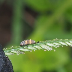 Coelophora inaequalis