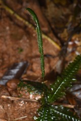 Trichomanes diversifrons