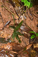 Trichomanes diversifrons