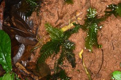 Trichomanes diversifrons