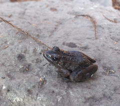 Lithobates neovolcanicus