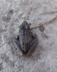 Lithobates neovolcanicus