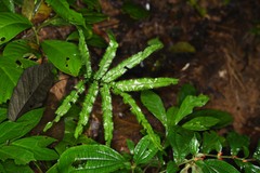 Trichomanes pinnatum