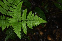 Triplophyllum hirsutum