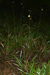 Utricularia hispida