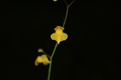 Utricularia hispida