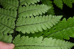 Triplophyllum hirsutum