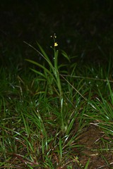 Utricularia hispida