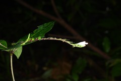 Spigelia hamelioides