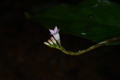 Spigelia hamelioides