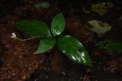 Spigelia hamelioides