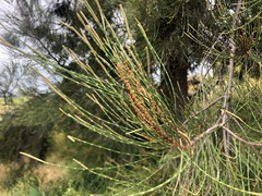 Casuarina cristata