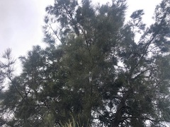Casuarina cristata