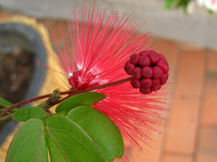 Calliandra