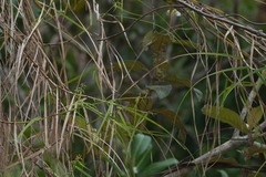 Scleria secans