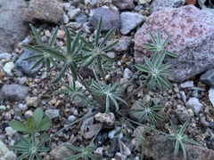 Lupinus sparsiflorus