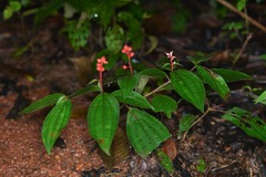 Miconia ceramicarpa