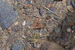 Uresiphita maorialis