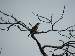 Myiozetetes cayanensis