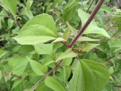 Ochraethes sulphurifer