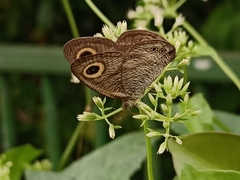 Ypthima horsfieldii humei