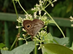 Ypthima horsfieldii humei