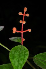 Miconia ceramicarpa