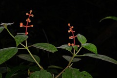 Miconia ceramicarpa