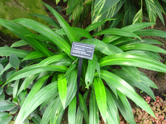 Hymenocallis speciosa