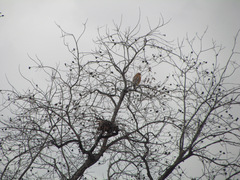 Buteo lineatus