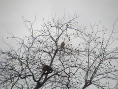 Buteo lineatus