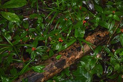Miconia ceramicarpa
