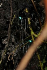 Arachnocampa luminosa